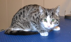 Simba is a 12 week Short hair tabby kitten. He had his nails clipped, ears cleaned and a wash n blow dry. Pampered by Kylies Cat Grooming Services.