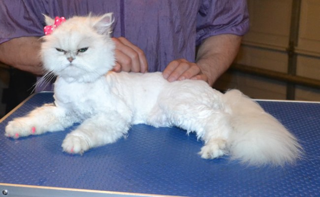 Tabitha is a Silver Tip Persian Chinchilla. She had her matted fur shaved off, nails clipped, ears and eyes cleaned and Pink Softpaw nail caps put on.  Pampered by  Kylies Cat Grooming Services.