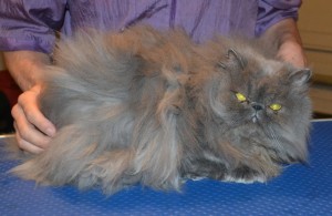 Thomas is a Blue Persian. He had his matted fur shaved off, nails clipped, and eyes and eyes cleaned. Pampered by Kylies Cat Grooming Services.
