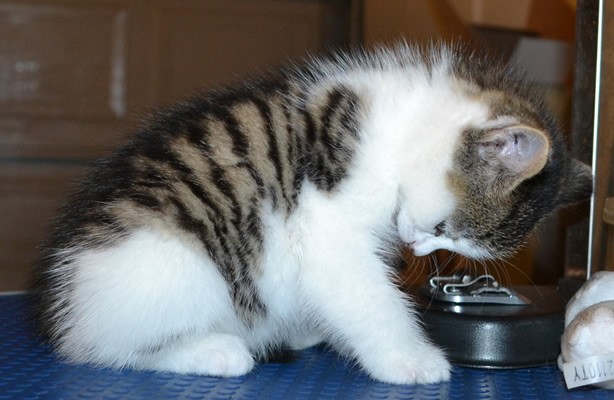 Lily is a 8 week old Medium Hair Domestic Kitten. She had her little nails clipped,ears cleaned, a wash n blow dry and a Advantage 1 month flea applicator put on.  Pampered by Kylies Cat Grooming Services.