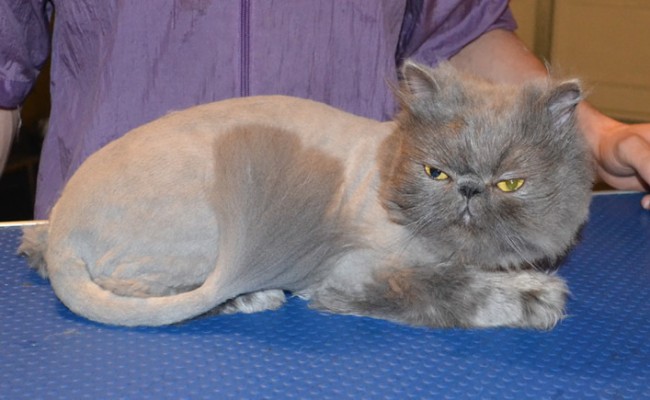 Thomas is a Blue Persian. He had his matted fur shaved off, nails clipped, and eyes and eyes cleaned.  Pampered by  Kylies Cat Grooming Services.
