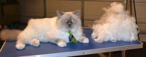 Frenchy is a Burman. He had his fur raked, nails clipped, ears cleaned and a wash n blow dry. Pampered by Kylies Cat Grooming Services.
