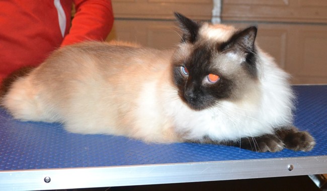Sparticus is a Ragdoll. He had his fur shaved off, nails clipped and ears cleaned.  Pampered by  Kylies Cat Grooming Services.