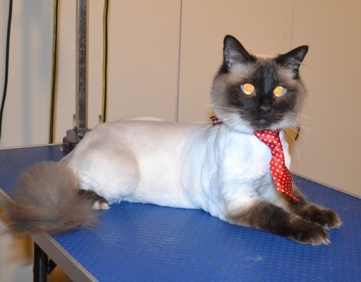 Sparticus is a Ragdoll. He had his fur shaved off, nails clipped and ears cleaned.  Pampered by  Kylies Cat Grooming Services.