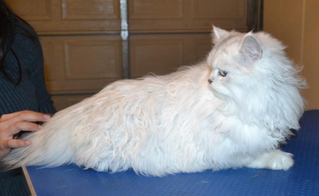 Chichi is a Chinchilla. He had his matted fur shaved of, nails clipped, ears and eyes cleaned and a full set of Softpaw nail caps.  Pampered by  Kylies Cat Grooming Services.