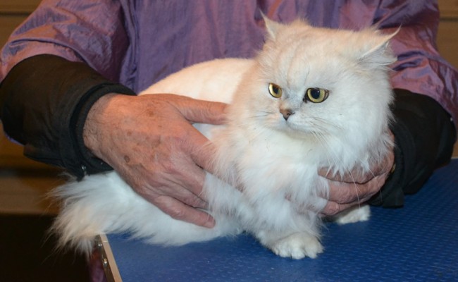Shakira is a Chinchilla. She had her nails clipped, her matted fur shaved off and ears and eyes cleaned. — at Kylies Cat Grooming Services.