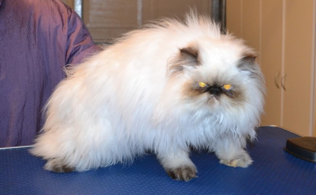 Daisy the (Ewok) Persian. She had her matted fur shaved off, nails clipped, ears and eyes cleaned and Some Pink Softpaw nails put on. — at Kylies Cat Grooming Services.