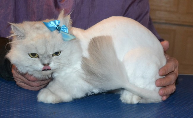 Shakira is a Chinchilla. She had her nails clipped, her matted fur shaved off and ears and eyes cleaned. — at Kylies Cat Grooming Services.