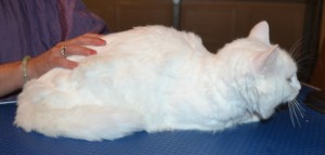 Arkie is a Long hair Dom. he was till his mummy tried to clip him. He had his fur shaved down, nails clipped and ears and eyes cleaned. — at Kylies Cat Grooming Services.