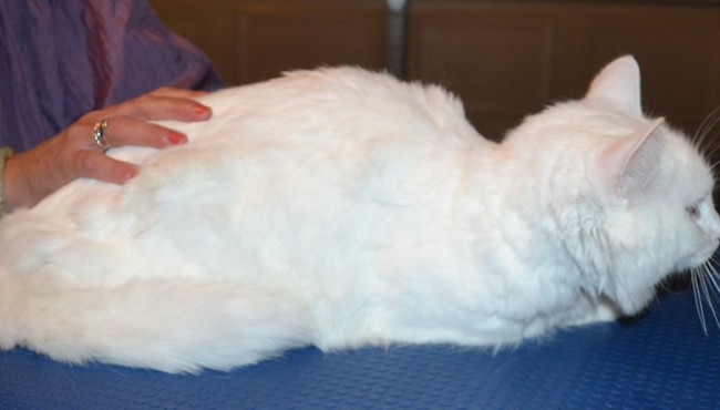 Arkie is a Long hair Dom. he was till his mummy tried to clip him. He had his fur shaved down, nails clipped and ears and eyes cleaned. — at Kylies Cat Grooming Services.