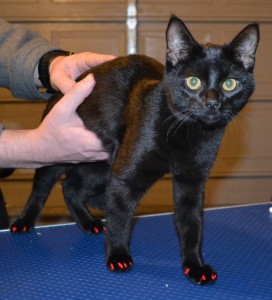 Bacardi is a Short hair Domestic. Wearing a full set of Red Softpaw nail caps. — at Kylies Cat Grooming Services.