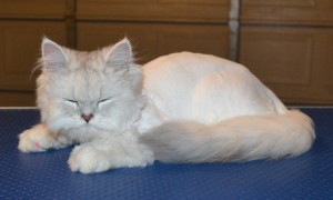 Chichi is a Chinchilla. He had his matted fur shaved of, nails clipped, ears and eyes cleaned and a full set of Softpaw nail caps. Pampered by Kylies Cat Grooming Services.