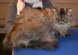 Honey is a Persian. He had his bad matted fur shaved off, nails clipped, ears and eyes cleaned, a wash n blow dry and a full set of Purple Softpaw nail caps put on. — at Kylies Cat Grooming Services.