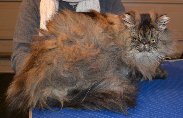 Honey is a Persian. He had his bad matted fur shaved off, nails clipped, ears and eyes cleaned, a wash n blow dry and a full set of Purple Softpaw nail caps put on. — at Kylies Cat Grooming Services.