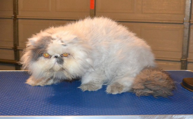 Ollie is a Persian. He had his very bad matted fur shaved off, nails clipped, ears and eyes cleaned and wash n blow dry. — at Kylies Cat Grooming Services