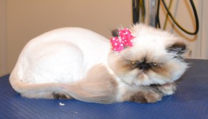 Daisy the (Ewok) Persian. She had her matted fur shaved off, nails clipped, ears and eyes cleaned and Some Pink Softpaw nails put on. — at Kylies Cat Grooming Services.