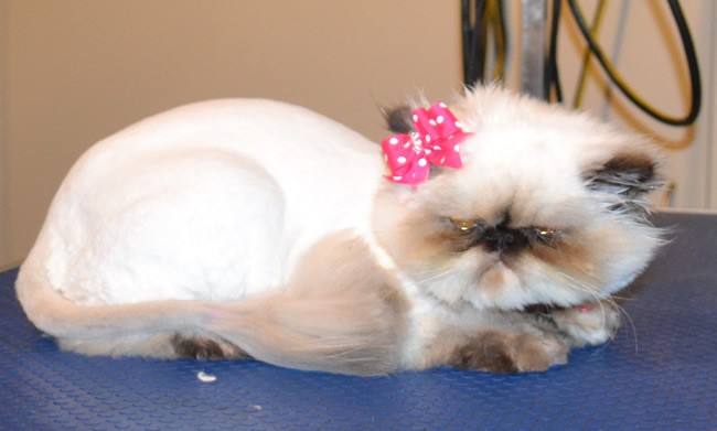 Daisy the (Ewok) Persian. She had her matted fur shaved off, nails clipped, ears and eyes cleaned and Some Pink Softpaw nails put on. — at Kylies Cat Grooming Services.