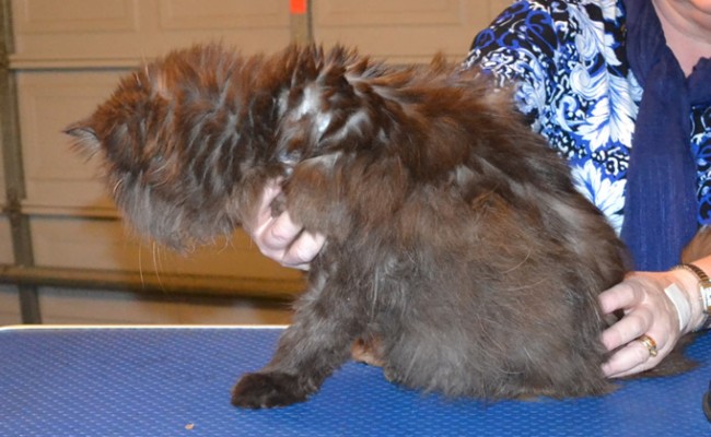 Puds is a 16 yr old Persian. he had his very bad matted fur shaved down, nails clipped and his ears cleaned. — at Kylies Cat Grooming Services.