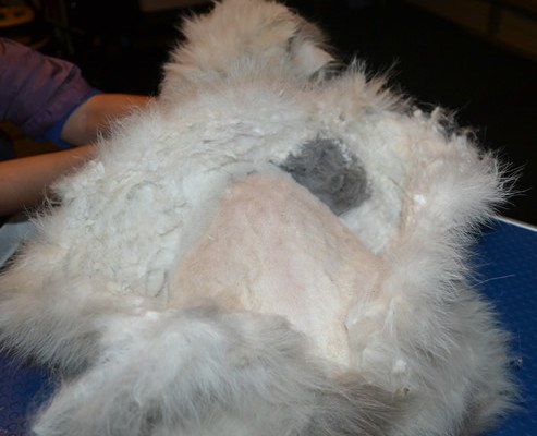 Ollie is a Persian. He had his very bad matted fur shaved off, nails clipped, ears and eyes cleaned and wash n blow dry. — at Kylies Cat Grooming Services