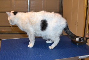 Piggy is a 18 yr old Short hair Domestic. He had his thick fur racked, nails clipped, ears cleaned and a wash n blow dry. — at Kylies Cat Grooming Services.