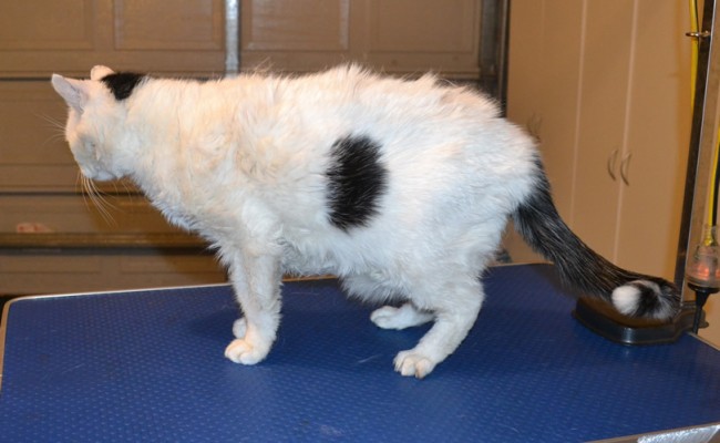 Piggy is a 18 yr old Short hair Domestic. He had his thick fur racked, nails clipped, ears cleaned and a wash n blow dry. — at Kylies Cat Grooming Services.