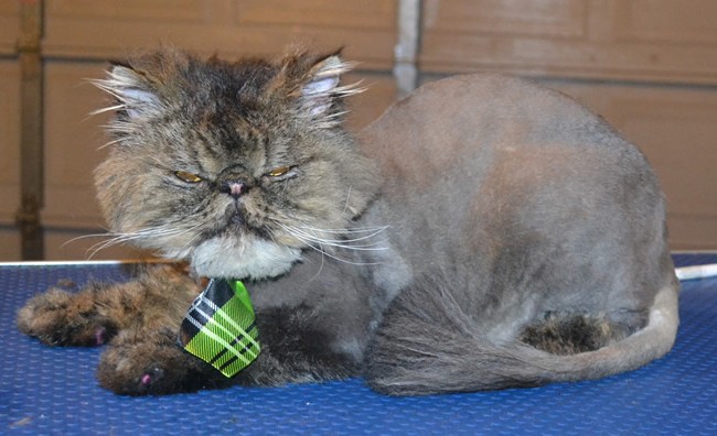 Honey is a Persian. He had his bad matted fur shaved off, nails clipped, ears and eyes cleaned, a wash n blow dry and a full set of Purple Softpaw nail caps put on. — at Kylies Cat Grooming Services.