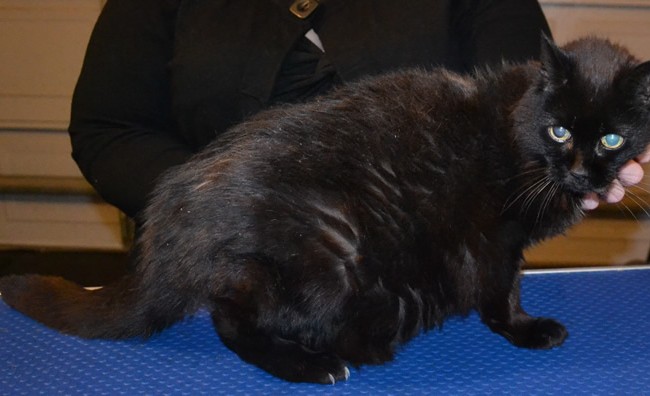 Puss is a 22 year old Short hair domestic that is still going strong. She had her fur raked, nails clipped, ears cleaned and a wash n blow dry.  She loved having a bath and getting blow dried. — at Kylies Cat Grooming Services.