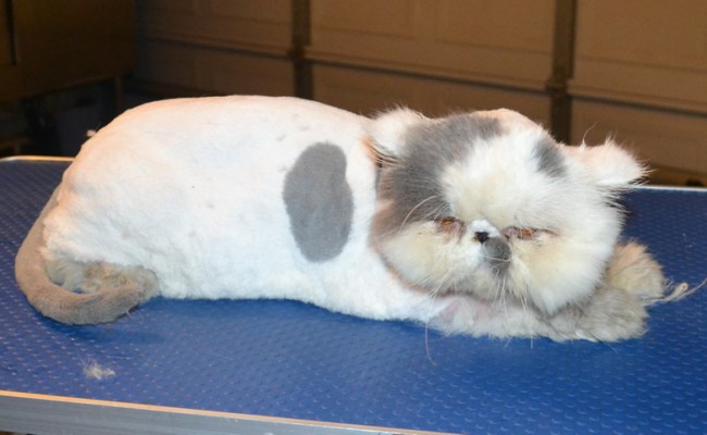 Ollie is a Persian. He had his very bad matted fur shaved off, nails clipped, ears and eyes cleaned and wash n blow dry. — at Kylies Cat Grooming Services