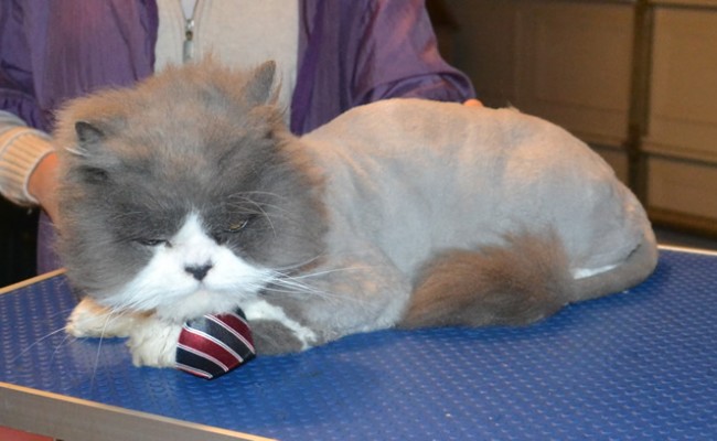 Cosmo is a Persian. He had his matted fur shaved of, nails clipped, ears and eyes cleaned and a wash n blow dry. He also purchased and is wearing one of our cat jumpers.  Pampered by Kylies Cat Grooming Services.