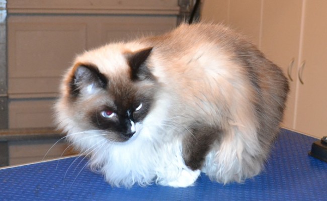 Shadow is a Ragdoll. He had his fur shaved off, nails clipped and his ears cleaned. — at Kylies Cat Grooming Services.