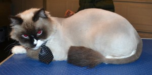 Shadow is a Ragdoll. He had his fur shaved off, nails clipped and his ears cleaned. — at Kylies Cat Grooming Services.