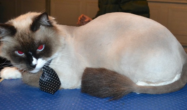 Shadow is a Ragdoll. He had his fur shaved off, nails clipped and his ears cleaned. — at Kylies Cat Grooming Services.