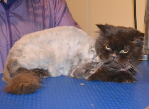 Puds is a 16 yr old Persian. he had his very bad matted fur shaved down, nails clipped and his ears cleaned. — at Kylies Cat Grooming Services.