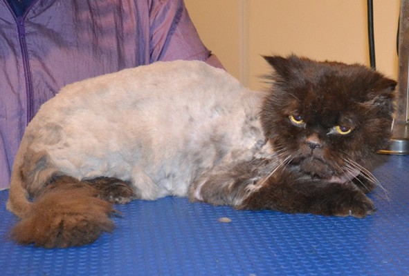 Puds is a 16 yr old Persian. he had his very bad matted fur shaved down, nails clipped and his ears cleaned. — at Kylies Cat Grooming Services.