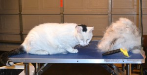 Piggy is a 18 yr old Short hair Domestic. He had his thick fur racked, nails clipped, ears cleaned and a wash n blow dry. — at Kylies Cat Grooming Services.