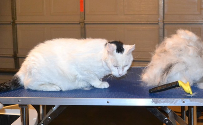 Piggy is a 18 yr old Short hair Domestic. He had his thick fur racked, nails clipped, ears cleaned and a wash n blow dry. — at Kylies Cat Grooming Services.