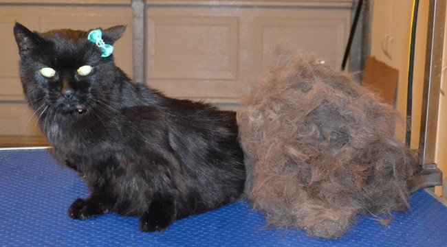 Puss is a 22 year old Short hair domestic that is still going strong. She had her fur raked, nails clipped, ears cleaned and a wash n blow dry.  She loved having a bath and getting blow dried. — at Kylies Cat Grooming Services.