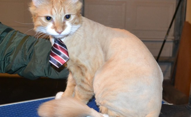 Taro is a Medium Hair Domestic. He had his fur shaved off, nails clipped and his ears cleaned. — at Kylies Cat Grooming Services.