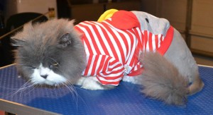 Cosmo is a Persian. He had his matted fur shaved of, nails clipped, ears and eyes cleaned and a wash n blow dry. He also purchased and is wearing one of our cat jumpers. Pampered by Kylies Cat Grooming Services.