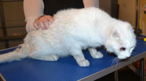 Keiren is 15 year old Short Hair Domestic. He had his matted fur shaved off, nails clipped and a wash n blow dry. This old boy had his ears removed from cancer and also his eye lid will be removed soon. Pampered by Kylies Cat Grooming Services.