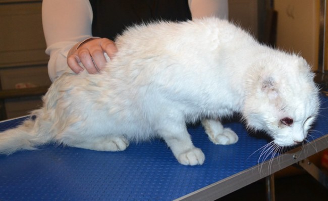 Keiren is 15 year old Short Hair Domestic. He had his matted fur shaved off, nails clipped and a wash n blow dry. This old boy had his ears removed from cancer and also his eye lid will be removed soon.   Pampered by Kylies Cat Grooming Services.