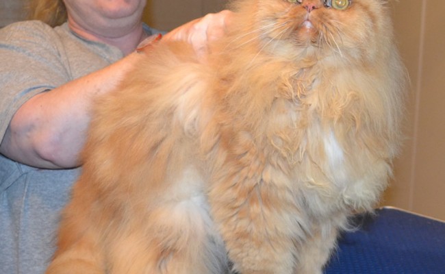 Mac is a Persian. He had his matted fur shaved off, nails clipped, ears and eyes cleaned and a wash n blow dry.   Pampered by Kylies Cat Grooming Services.