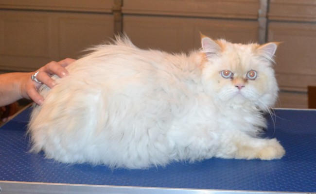 Mouchy is a Persian. He had his matted fur shaved off, nails clipped, ears and eyes cleaned and a wash n blow dry. — at Kylies Cat Grooming Services.