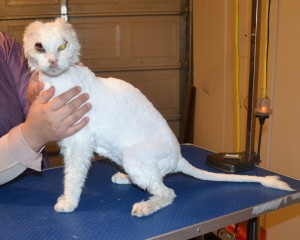 Keiren is 15 year old Short Hair Domestic. He had his matted fur shaved off, nails clipped and a wash n blow dry. This old boy had his ears removed from cancer and also his eye lid will be removed soon. Pampered by Kylies Cat Grooming Services.