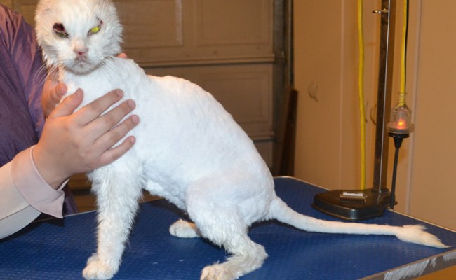 Keiren is 15 year old Short Hair Domestic. He had his matted fur shaved off, nails clipped and a wash n blow dry. This old boy had his ears removed from cancer and also his eye lid will be removed soon.   Pampered by Kylies Cat Grooming Services.