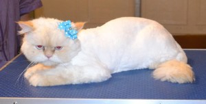 Mouchy is a Persian. He had his matted fur shaved off, nails clipped, ears and eyes cleaned and a wash n blow dry. — at Kylies Cat Grooming Services.