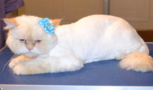 Mouchy is a Persian. He had his matted fur shaved off, nails clipped, ears and eyes cleaned and a wash n blow dry. — at Kylies Cat Grooming Services.