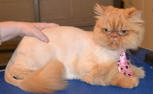 Mac is a Persian. He had his matted fur shaved off, nails clipped, ears and eyes cleaned and a wash n blow dry.   Pampered by Kylies Cat Grooming Services.