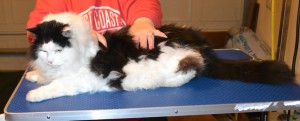 Taz is a Long Hair Domestic. He had his matted fur shaved off, nails clipped and ears cleaned. — at Kylies Cat Grooming Services.