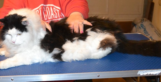 Taz is a Long Hair Domestic. He had his matted fur shaved off, nails clipped and ears cleaned. — at Kylies Cat Grooming Services.